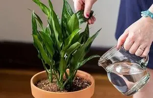 دو ترفند حیاتی برای داشتن گیاهانی با برگ پهن و زیبا