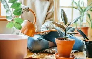 اصول و روش صحیح آبیاری گیاهان