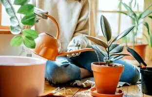 اصول و روش صحیح آبیاری گیاهان