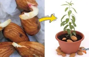 (ویدئو) خیلی ساده توی خونه درخت بادام بکارید، خیلی زیباست
