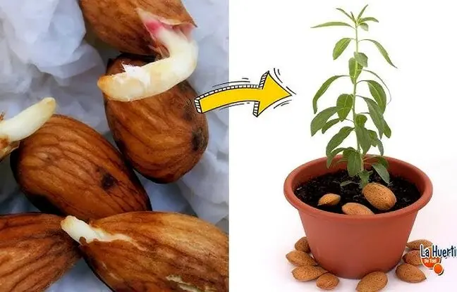 (ویدئو) خیلی ساده توی خونه درخت بادام بکارید، خیلی زیباست