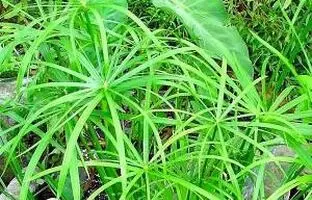 اصول و روش کامل نگهداری و پرورش نخل مرداب