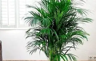 اصول نگهداری و پرورش نخل پالم اریکا شبیه بامبو