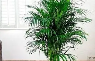 اصول نگهداری و پرورش نخل پالم اریکا شبیه بامبو