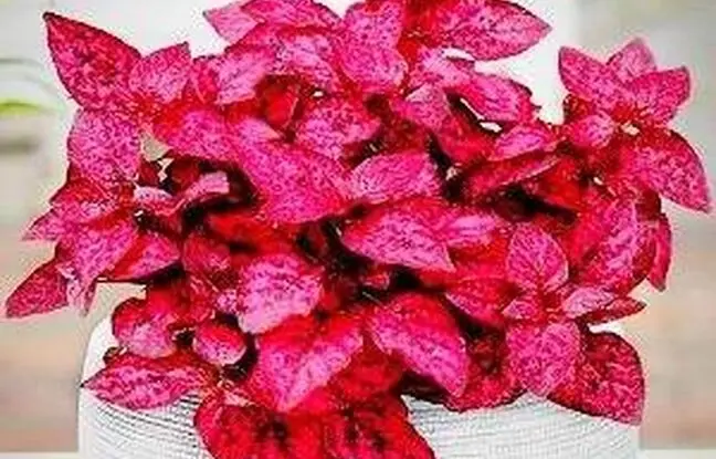 روش مراقبت و پرورش گیاه هیپوستس یا گل سنگ خال صورتی