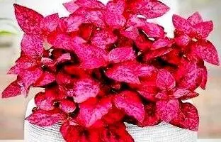 روش مراقبت و پرورش گیاه هیپوستس یا گل سنگ خال صورتی