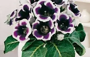 آموزش کامل نگهداری و پرورش صحیح گلوکسینیا زیبا