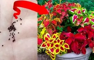 (ویدئو) آموزش کاشت گیاه حسن یوسف از طریق بذر