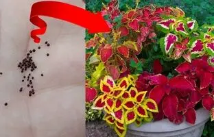 (ویدئو) آموزش کاشت گیاه حسن یوسف از طریق بذر