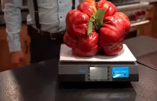 (ویدئو) برداشت و برش زدن بزرگترین گوجه جهان به وزن 7.7 کیلوگرم توسط کشاورز آمریکایی