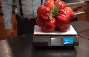 (ویدئو) برداشت و برش زدن بزرگترین گوجه جهان به وزن 7.7 کیلوگرم توسط کشاورز آمریکایی