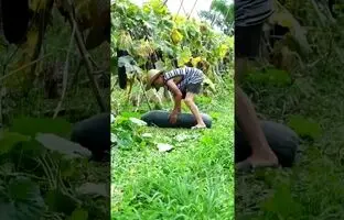 (ویدئو) لحظه برداشت بزرگترین خیار جهان به وزن 28 کیلوگرم