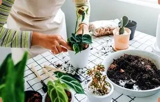 به این ۳ دلیل خاک گیاهان آپارتمانی کپک می‌زند