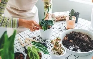 به این ۳ دلیل خاک گیاهان آپارتمانی کپک می‌زند