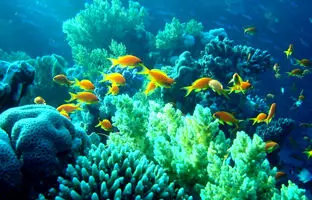 (ویدئو) لحظات اعجاب انگیز از زمین لرزه در کف دریا