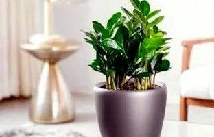 کاشت و نگهداری گل آپارتمانی زامیفولیا + آفات و درمان آنها