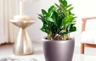 کاشت و نگهداری گل آپارتمانی زامیفولیا + آفات و درمان آنها