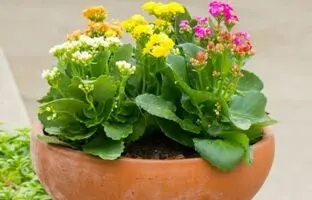 روش‌های نگهداری، پرورش و تکثیر گیاه کالانکوئه کریسمس