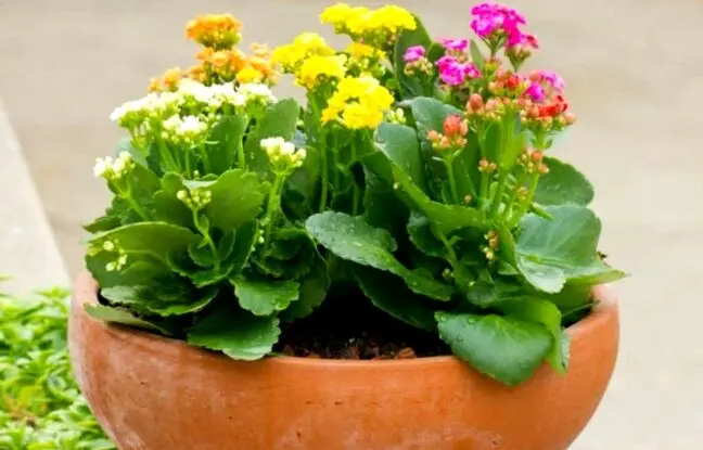 روش‌های نگهداری، پرورش و تکثیر گیاه کالانکوئه کریسمس