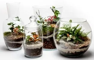 تراریوم یا باغ شیشه‌ای، از نحوه ساخت تا گیاهان مخصوص برای کاشت