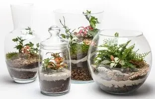 تراریوم یا باغ شیشه‌ای، از نحوه ساخت تا گیاهان مخصوص برای کاشت