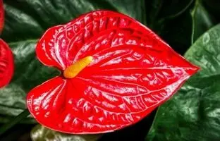 همه چیز در مورد نگهداری و پرورش گیاه آپارتمانی گل‌دار «آنتوریوم»
