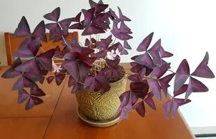 نکاتی در مورد نگهداری و پرورش گیاه آپارتمانی اگزالیس