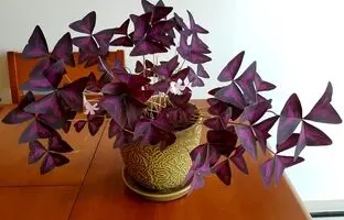 نکاتی در مورد نگهداری و پرورش گیاه آپارتمانی اگزالیس