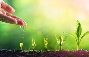 (ویدئو) این علائم به شما می‌گوید گیاهتان تشنه است