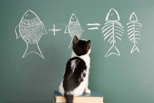 آیا گربه ها باهوش هستند؟