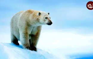نیرومندترین حیوانات جهان چند کیلوگرم را می‌توانند بلند کنند؟
