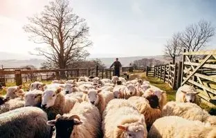 (ویدئو) صدای محشر پیرمرد چوپان در صحرا با خوانندگی آهنگ اصیل