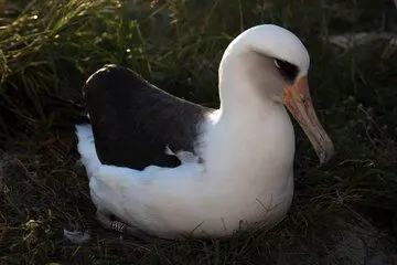 (تصویر) پیرترین پرنده وحشی جهان به جزیره برگشت