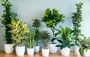 ۴ گیاه آپارتمانی مقاوم و جان سخت