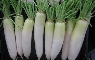 (ویدئو) خیلی ساده توی خونه ترب سفید بکار بهتر از سبزی فروشی ها
