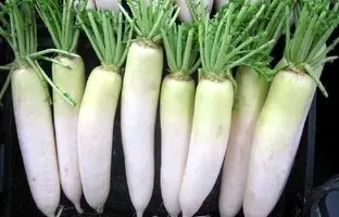 (ویدئو) خیلی ساده توی خونه ترب سفید بکار بهتر از سبزی فروشی ها