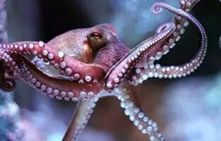 (ویدئو) ترفند عجیب این هشت پا برای رها شدن از چنگ گربه