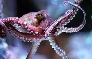 (ویدئو) ترفند عجیب این هشت پا برای رها شدن از چنگ گربه