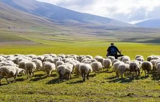 (ویدئو) لحظه تلخ سر خوردن چوپان و گله‌اش در غار یخی چما