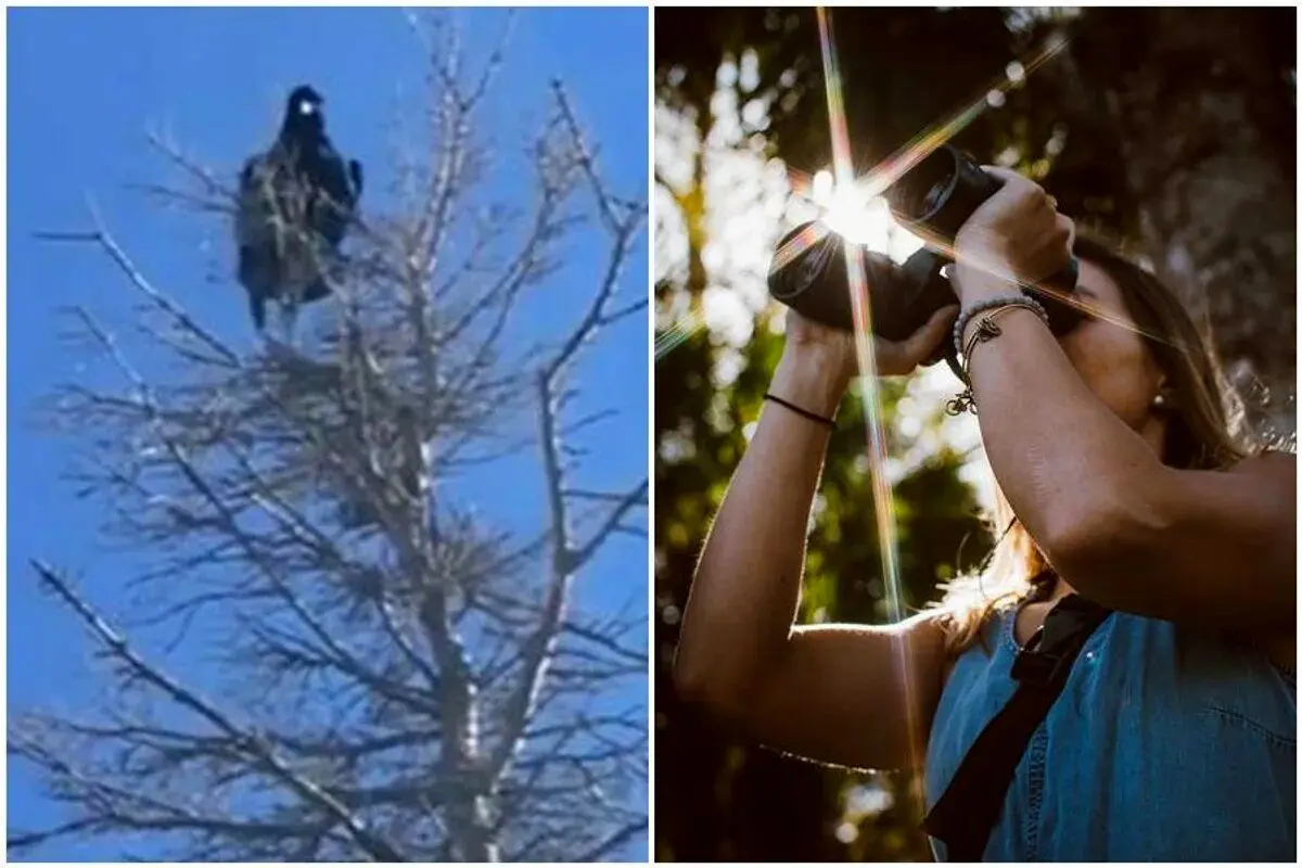 کلاغ عجیبی که ناگهان شروع به صحبت کرد!