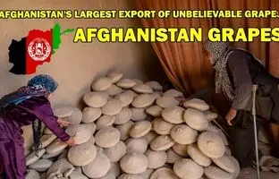 (ویدئو) افغانستانی ها با این روش خلاقانه انگور را برای یک سال تازه نگه می دارند