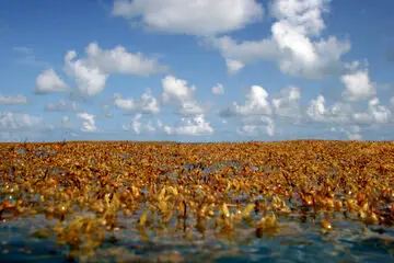 تنها دریای بی‌ساحل در دنیا