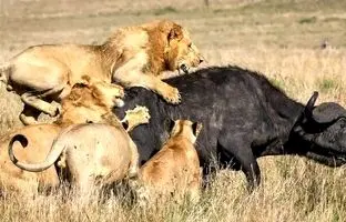 (ویدئو) حمله ناجوانمردانه گله شیرها به گاو مادر و گوساله تازه متولد شده