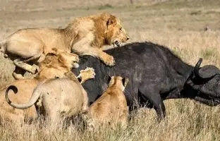 (ویدئو) حمله ناجوانمردانه گله شیرها به گاو مادر و گوساله تازه متولد شده