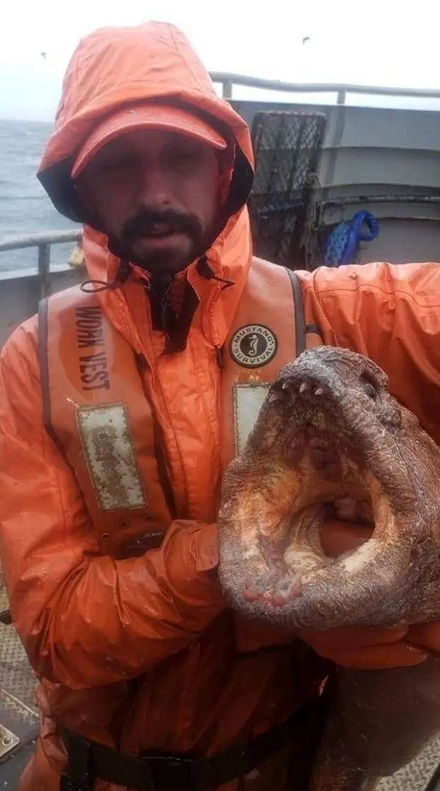 ( تصویر) شکار هیولا دریا توسط یک ماهی‌گیر