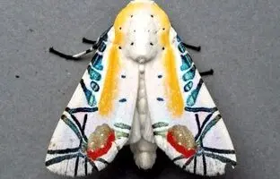 زیباترین حشره جهان را ببینید