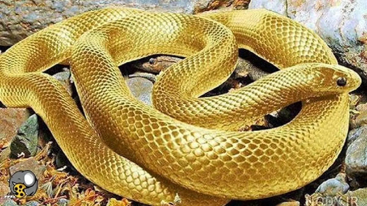 کشف یک گونه جدید مار در رودخانه ای در میانمار