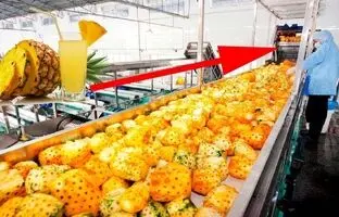 (ویدئو) فرآیند برداشت آناناس در مزرعه و تبدیل آن به آبمیوه در یک کارخانه کره ای