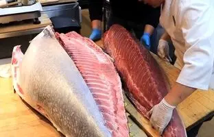 (ویدئو) سرو تماشایی ساشیمی با گران‌ترین ماهی تن جهان توسط سرآشپز مشهور ژاپنی