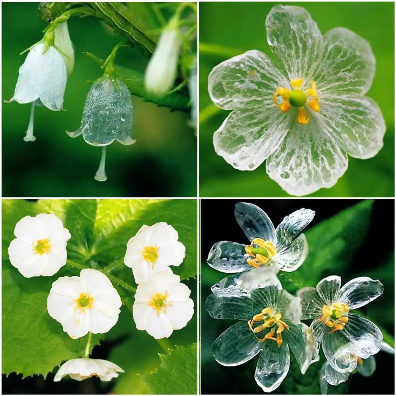 گلی که به محض تماس با آب باران شفاف می شود!